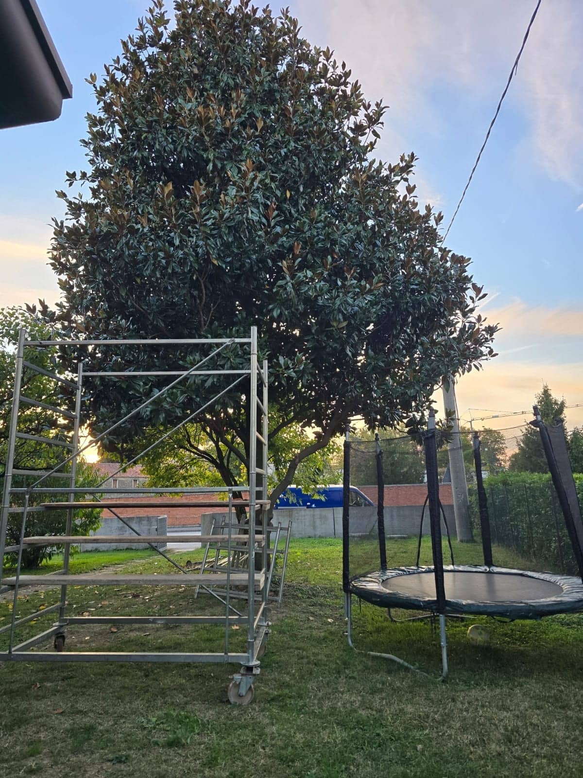 Prima: grande magnolia folta e chiusa in giardino