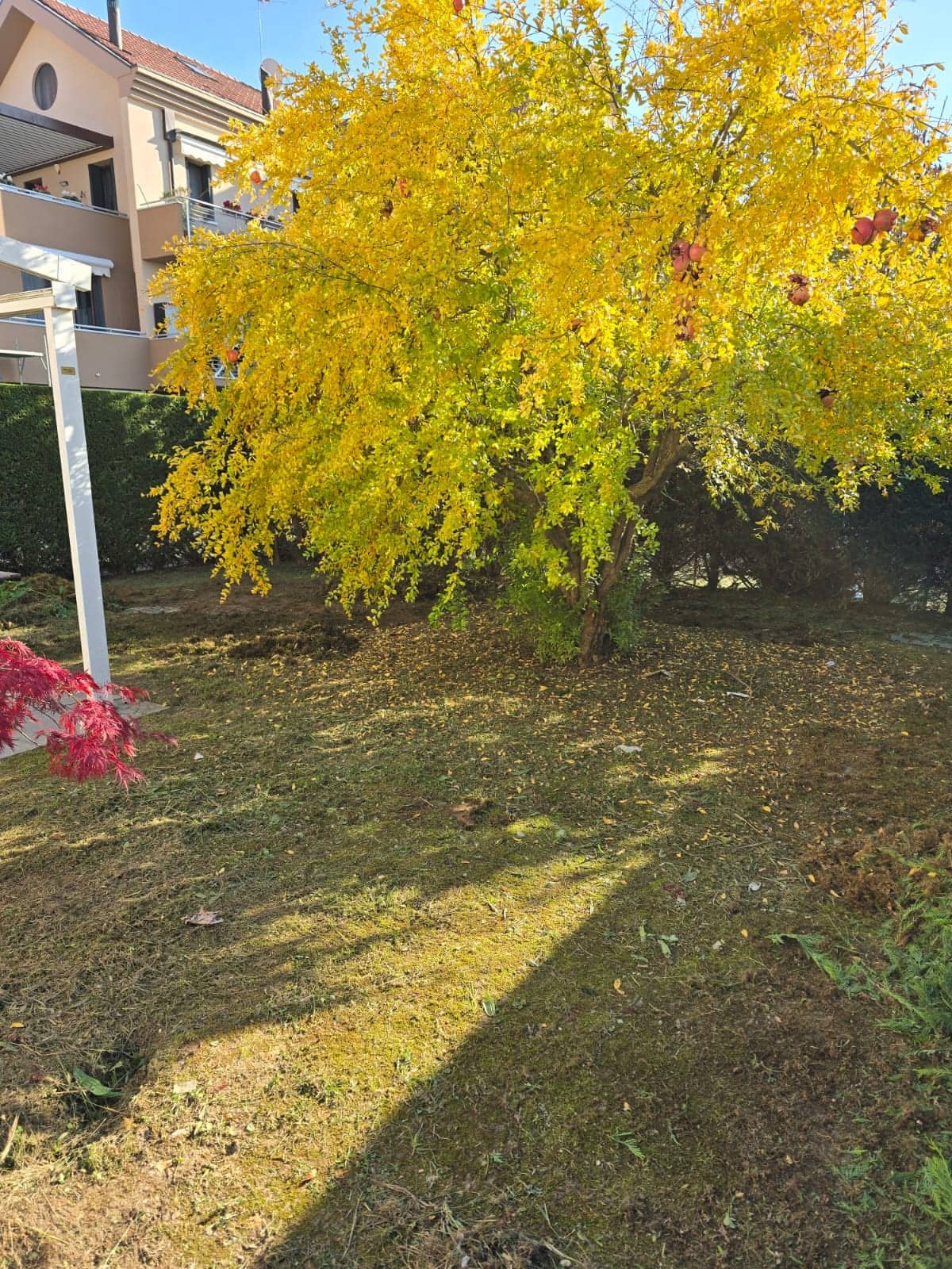 Prima: prato rovinato e secco sotto un albero giallo