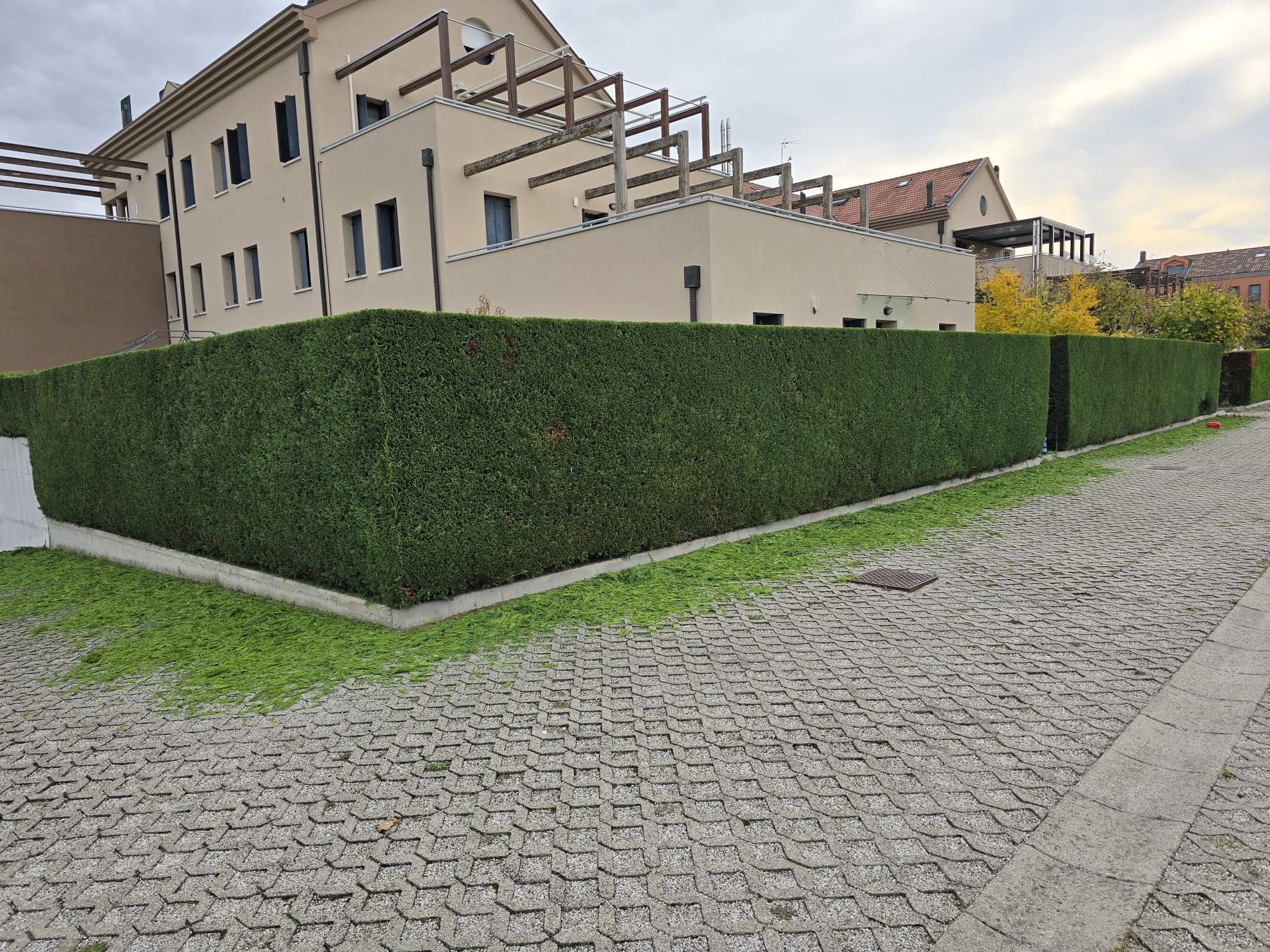 Siepe alta squadrata ad angolo lungo un parcheggio