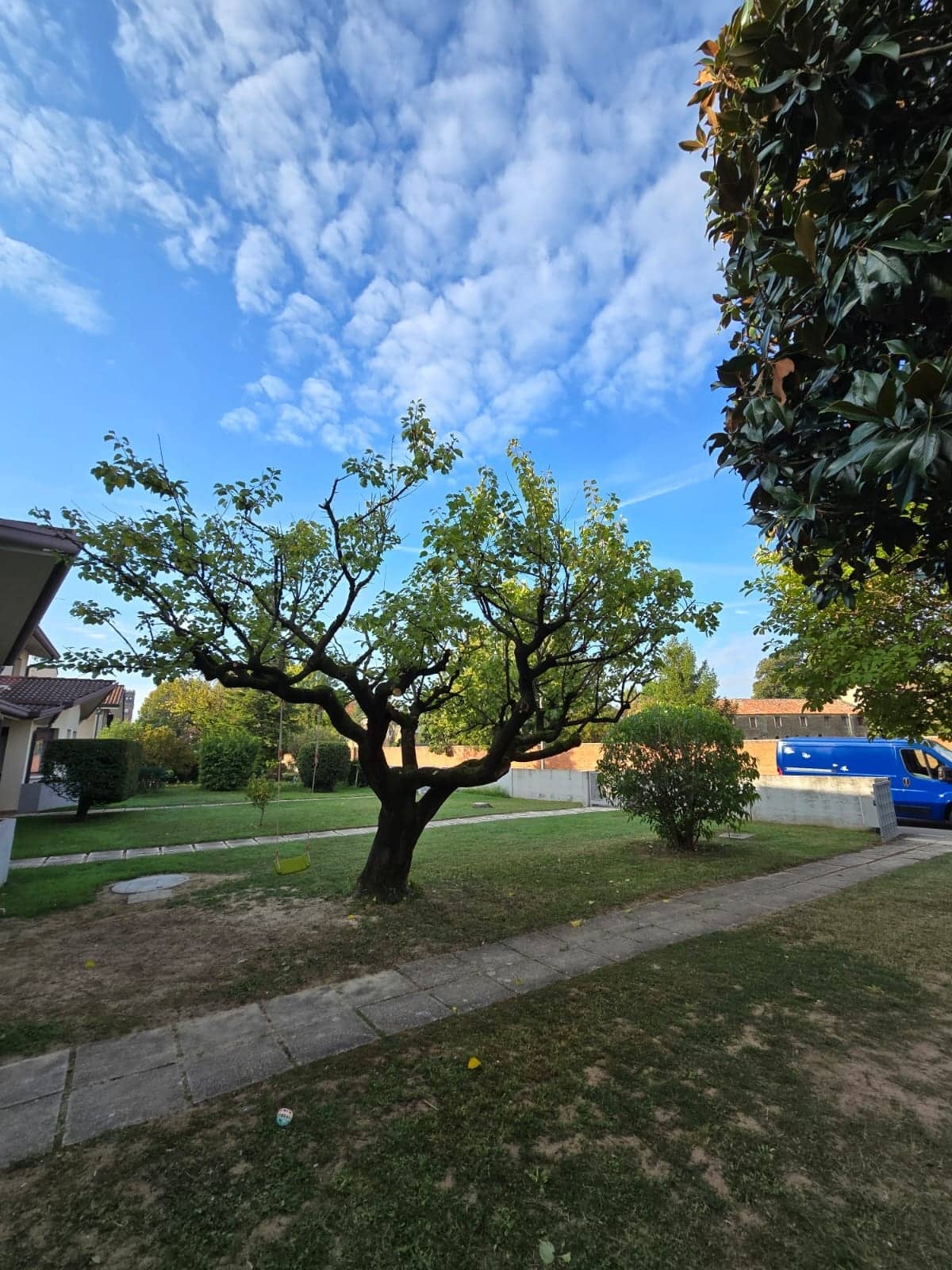 Albero da giardino potato, rami aperti e ordinati