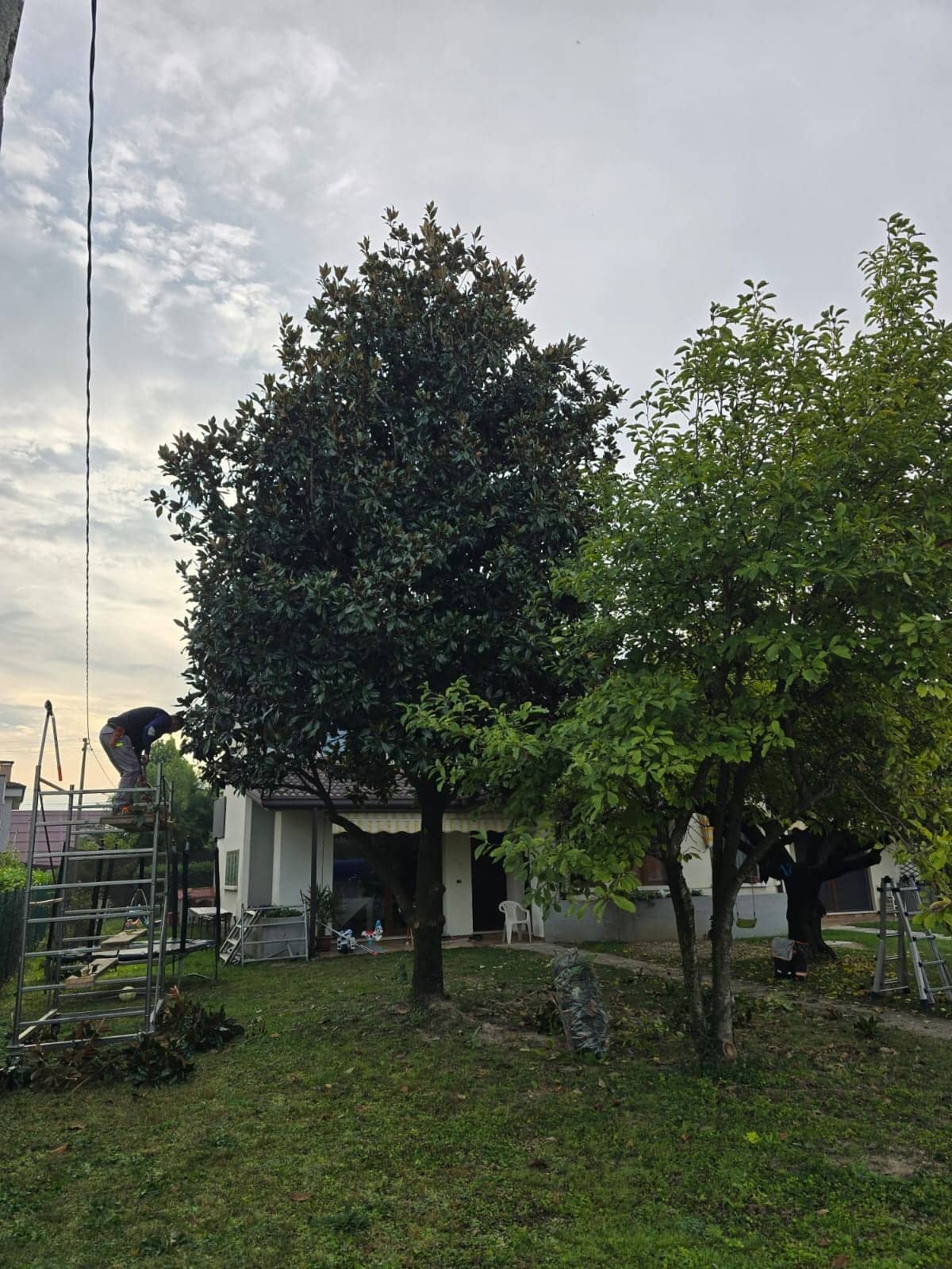 Potatura della magnolia dal ponteggio