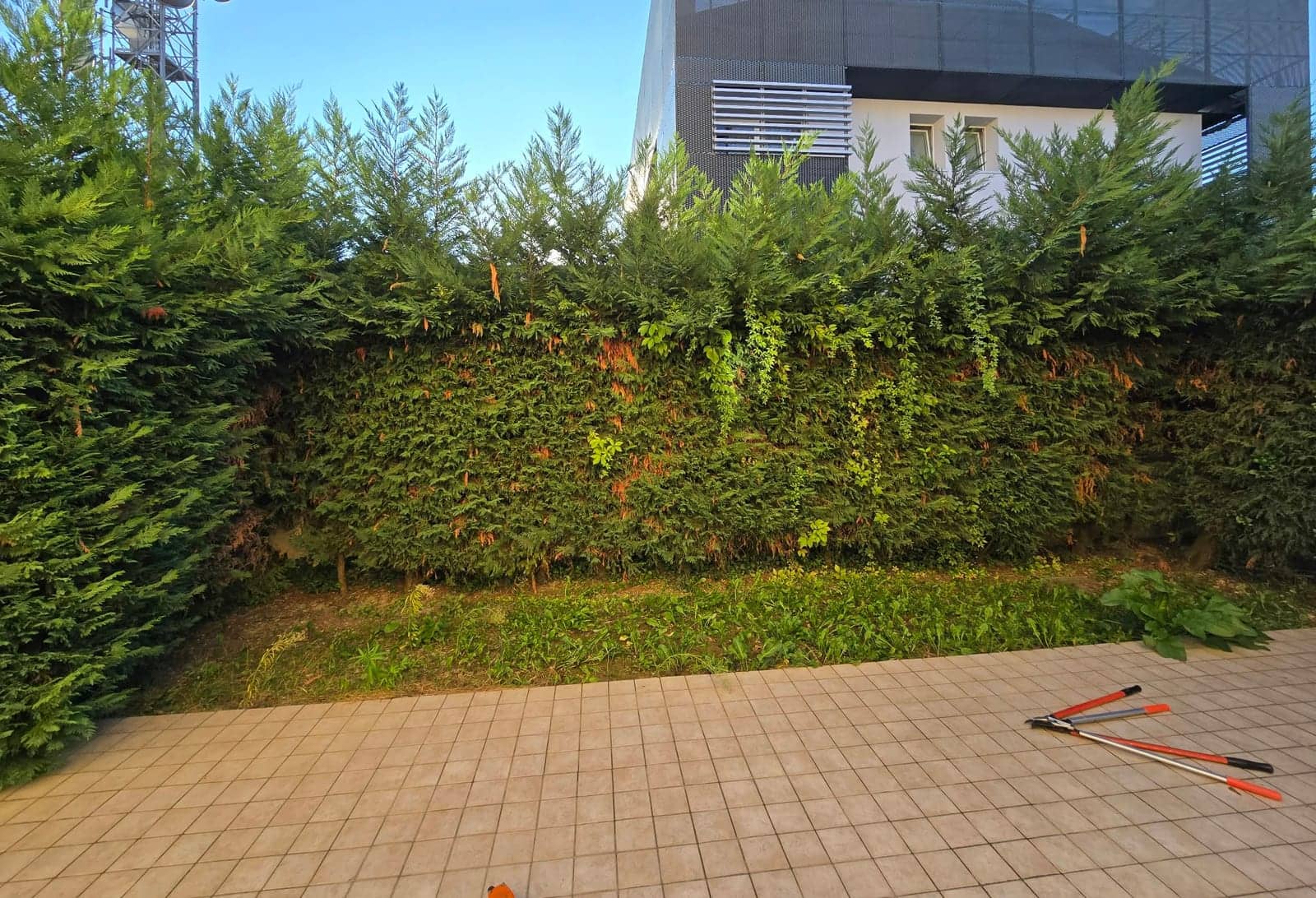Prima: siepe alta e irregolare dietro un terrazzo
